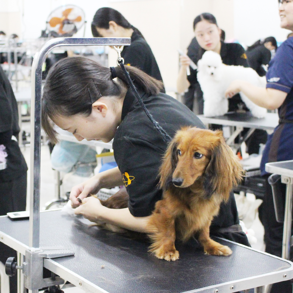 夏休みも継続的にトリミング実習☆